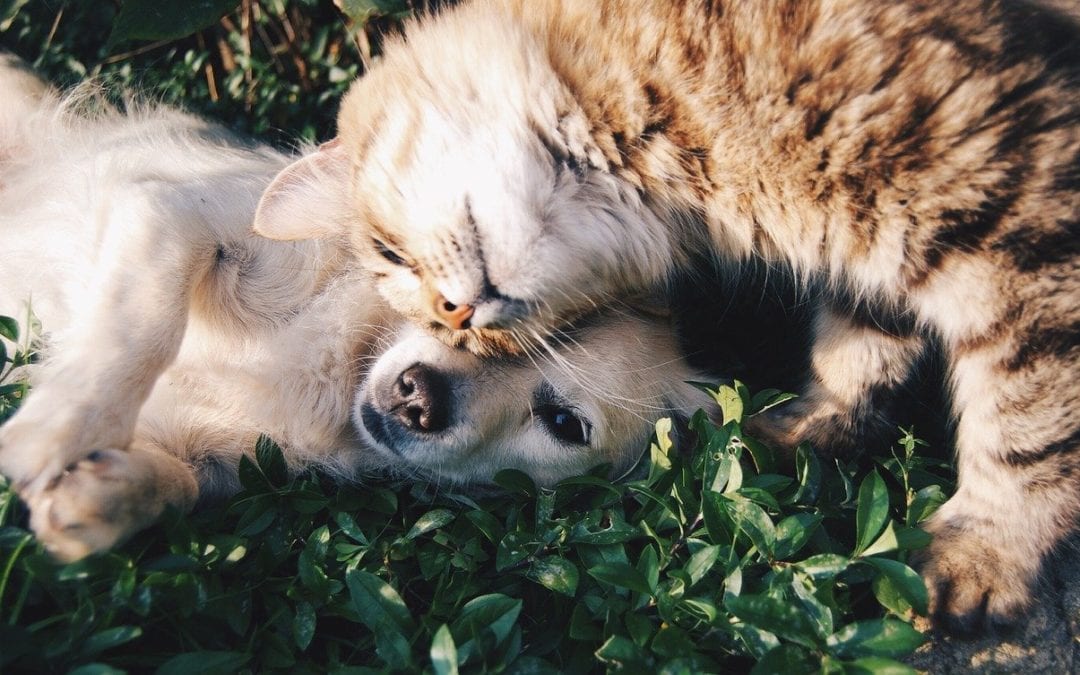 friends-1149841_1280-1080×675